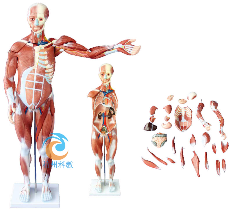 80CM���w����ģ��(27��)