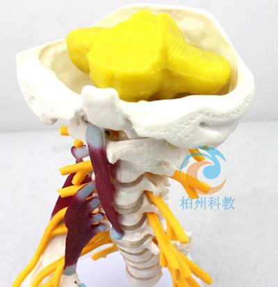 �߼��i׵������ģ��