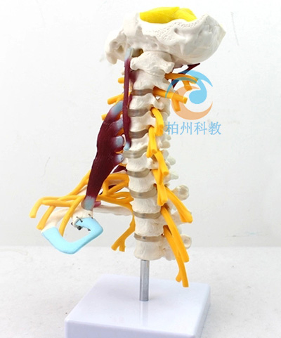 �߼��i׵������ģ��