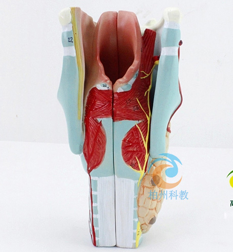 ������ģ��