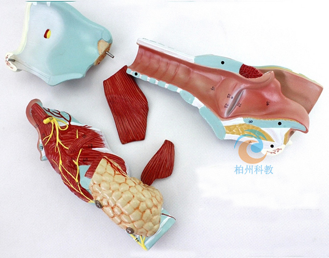 ������ģ��