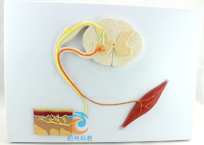 ���仡��(j��ng)����(d��o)ģ��