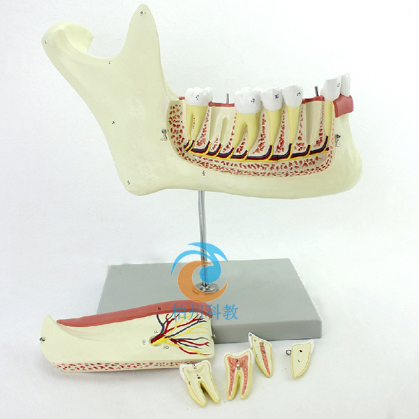 �¶�����(j��ng)�����w����ģ�� 6����