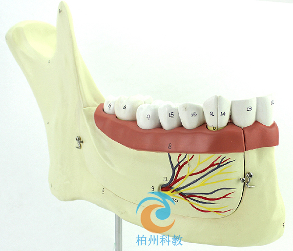 �¶�����(j��ng)�����w����ģ�� 6����