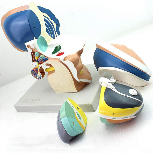 �g�Xֱ�^ģ��