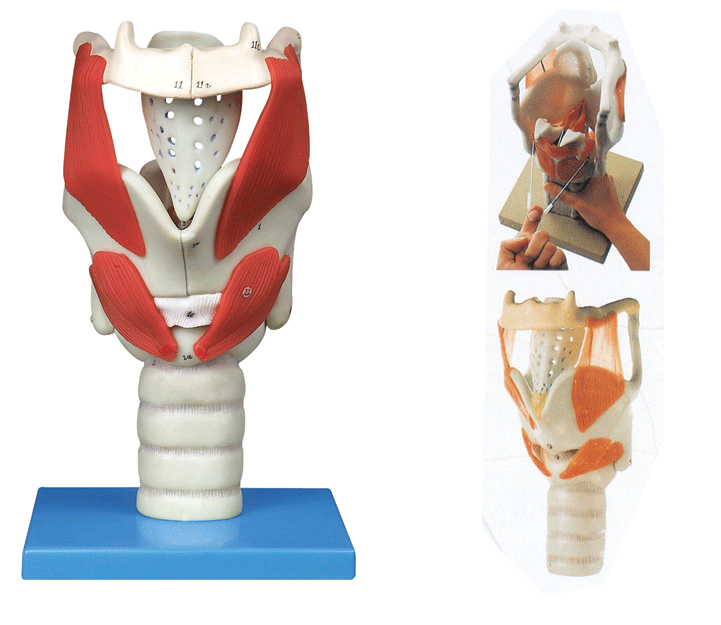 ���Ǻ�����ٿƺ�����ģ�����̌W(xu��)��ʾ�̾�