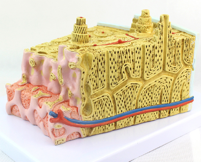 ���w�ǽY���@΢�Ŵ�ģ��