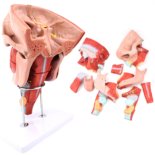 ��������������ǻģ��