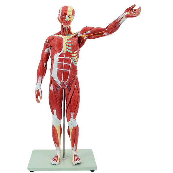 ���I(y��)�����w���⸽��(n��i)�K����ģ��