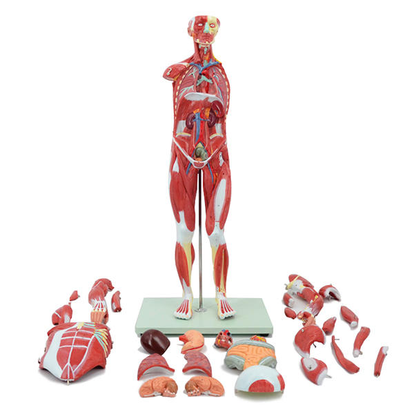 ���I(y��)�����w���⸽��(n��i)�K����ģ��